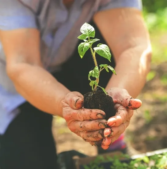 Manos sosteniendo una planta joven con raíces y tierra, simbolizando la conexión con la naturaleza en las actividades de team building sostenible de Go Zero Waste
