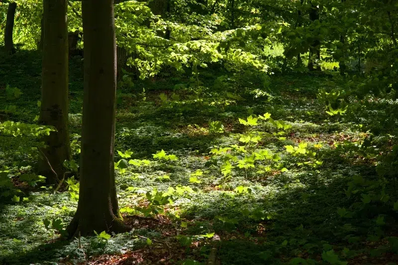 Bosque frondoso con luz del sol filtrándose entre las hojas, ilustrando el ODS 11 de ciudades y comunidades sostenibles
